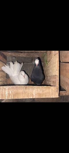 Fancy Pigeons