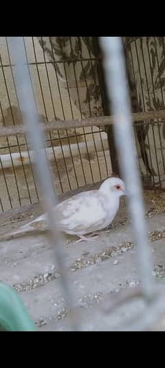 Red pied female