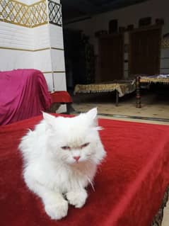 persian  cat for sale