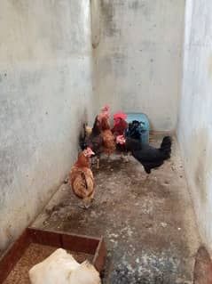 chicken For Sale