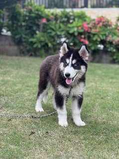 Siberian husky triple coat