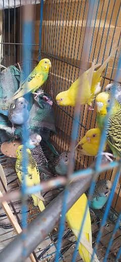 Australian parrots for sale. urgent