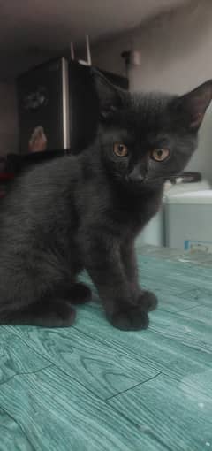 Black Russian x Persian Cross male kitten