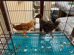 chicks with cage for sale