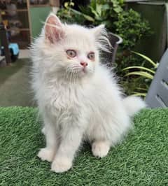 cute princesses Persian kitten