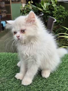 cute princesses Persian kitten