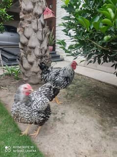 fancy hens pair