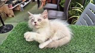 Blue eyes Tiger Fluffy Persian Kitten