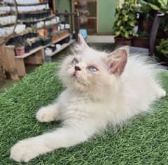 Blue eyes Tiger Fluffy Persian Kitten