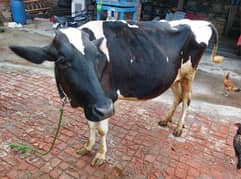 friesian Jersey cross cow for sale
