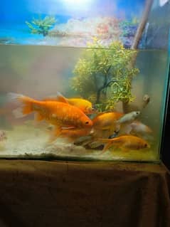 9 inch size gold fish pair 0