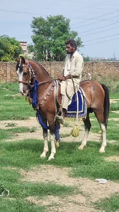 Desi Horse breed
