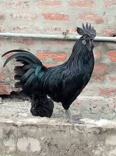 Ayam Cemani Geray Tang Hens & Rooster