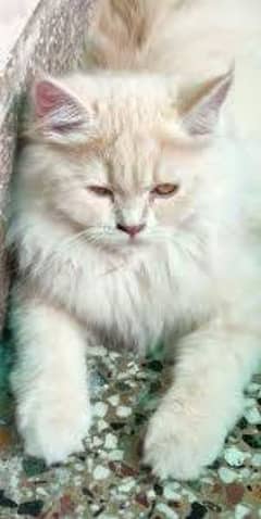 Couple of Persian cat for sell.