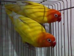 Love birds Latino pasnata