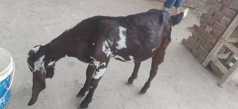 PURE BEETAL/NAGRA BAKRI FOR SALE 2