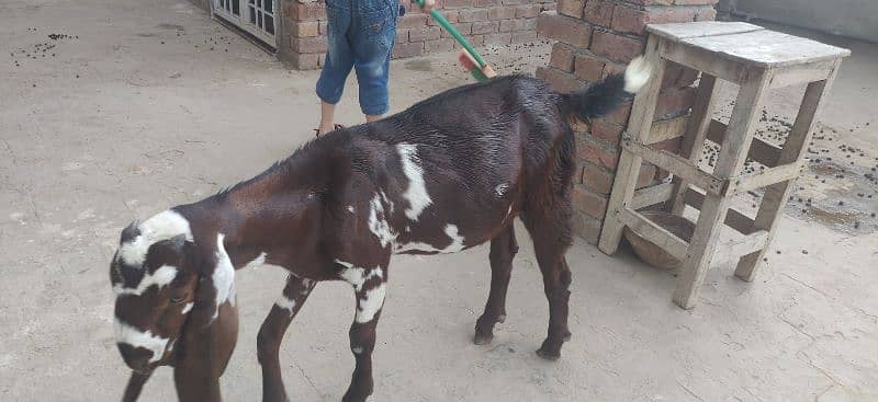 PURE BEETAL/NAGRA BAKRI FOR SALE 3