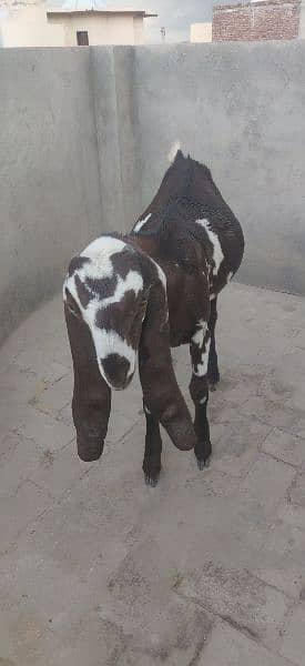 PURE BEETAL/NAGRA BAKRI FOR SALE 5