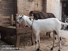 Rajan puri cross bakra