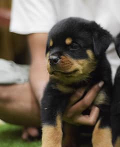 World champion bloodlines Rottweiler puppies 03125052918