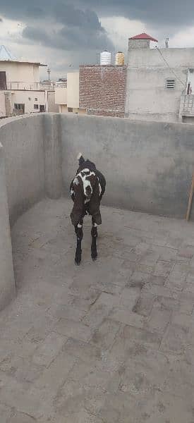 PURE BEETAL/NAGRA BAKRI FOR SALE 6