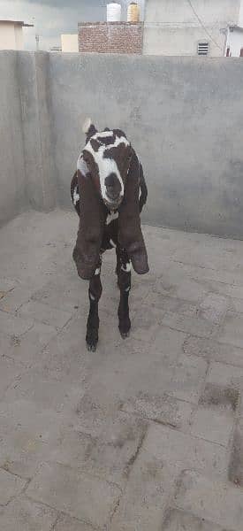 PURE BEETAL/NAGRA BAKRI FOR SALE 7