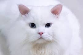 persian cat