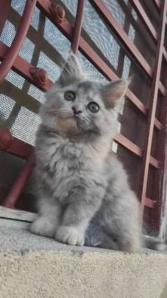 cute persion kitten for sale