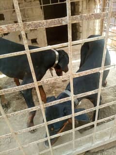 Title: American Doberman pair available for sale