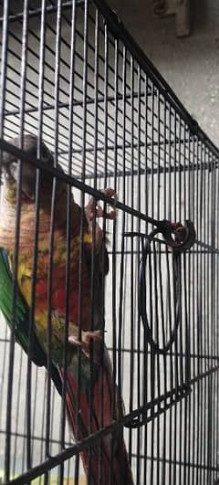 GREEN CHICK CONURE & PINE APPLE CONURE DNA PAIRS