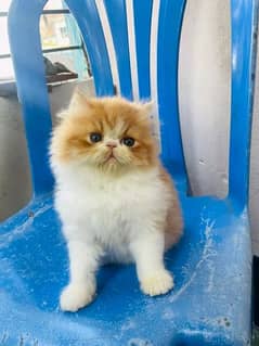 Persian kittens and cats available Whatsapp Number 03018041623