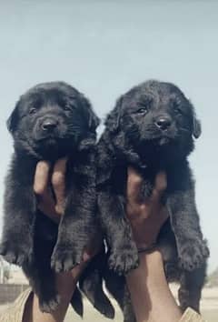 Balck Shepherd male female available for sale