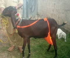 Nagrii bakri with 2 females kids