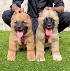 TurkishKangal Male and female for sale