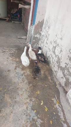 4 Ducks 2 male 2 female Ande de rahe hain