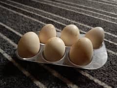 Quality Heera eggs available