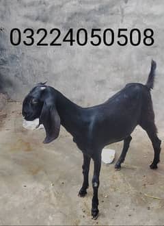 black desi goat