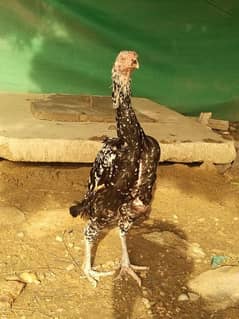 Female Pakistani Aseel V V High Quality Hen