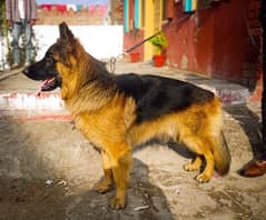 German shepherd long cout male for stud