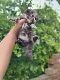 punch face female kitten for sale