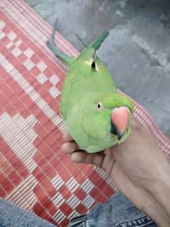 Parrot