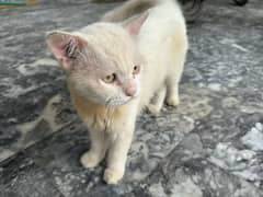 persian cat for sale