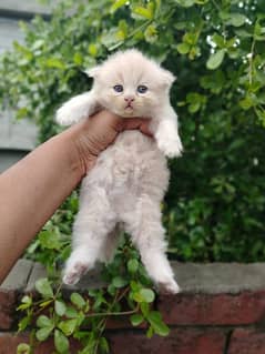 persian triple coat punch face female kitten