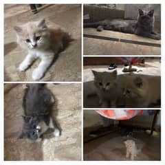 Persian cat n kitten for sale aik kitten price 10k