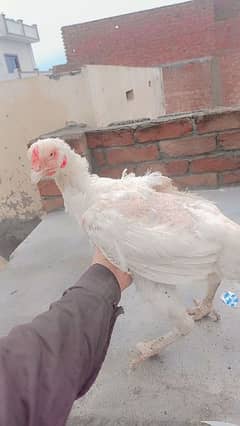 White Long height hen for sale