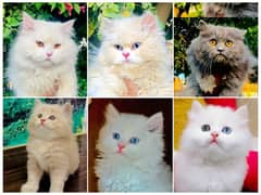 Persian Punch face triple coat cat Kitten