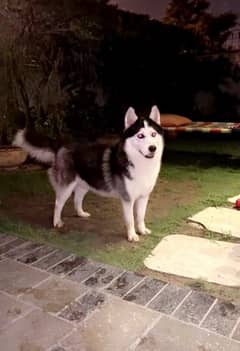 Pedigree Siberian Husky