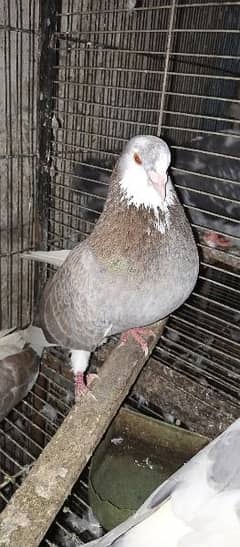 for sell pigeon PAIR 0,3,1,3,2,6,4,2,2,0,0