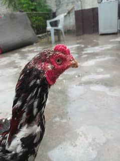 hen