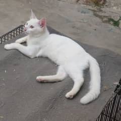 persian female age 06 month active n healthy